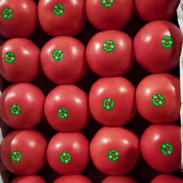 西红柿，果型好，有亮度，弧三以上，量大。