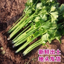 【热销】新鲜芹菜，精品货源，产地直供，诚信经营