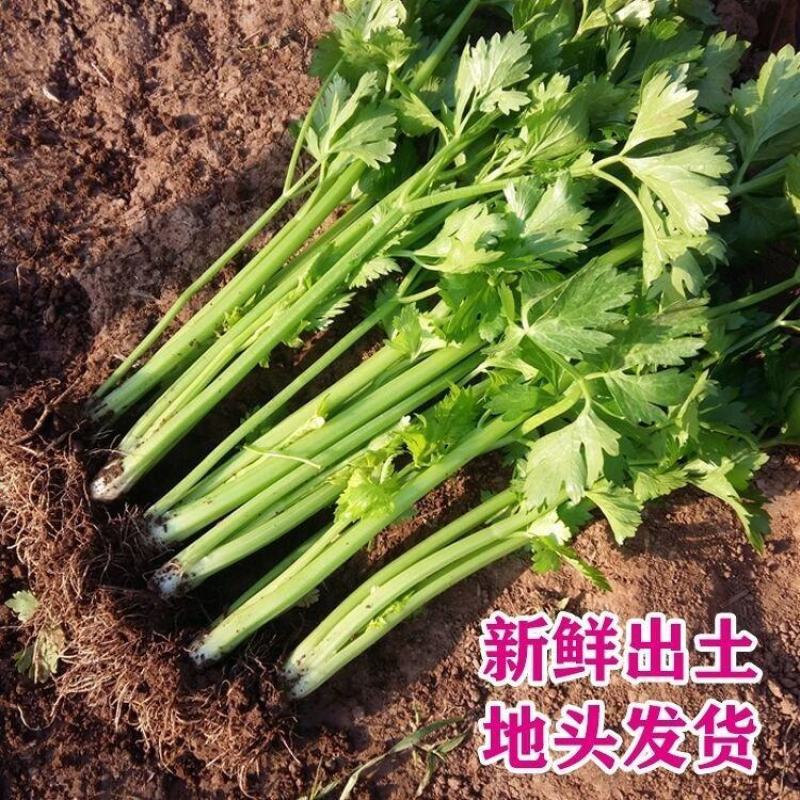【热销】新鲜芹菜，精品货源，产地直供，诚信经营可视频看
