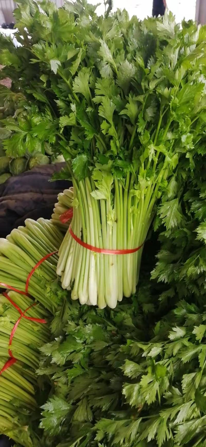 【热销】新鲜芹菜，精品货源，产地直供，诚信经营可视频看