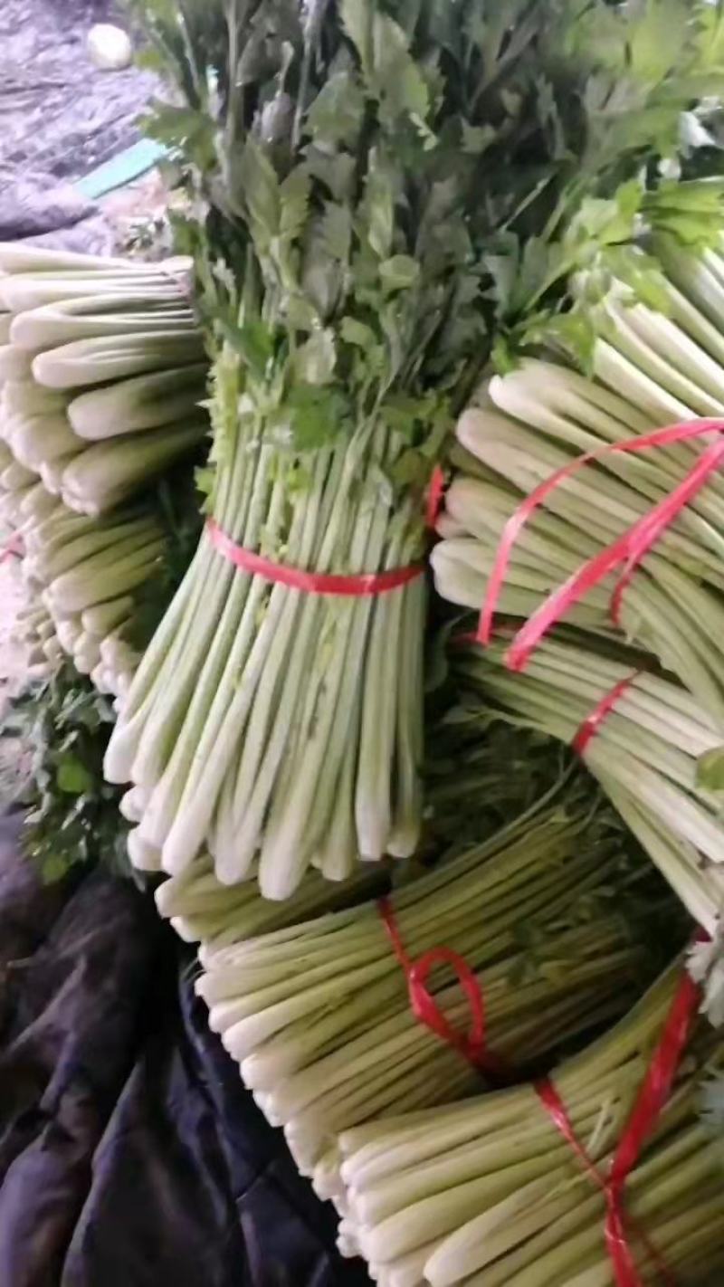 【热销】新鲜芹菜，精品货源，产地直供，诚信经营可视频看