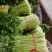 【热销】新鲜芹菜，精品货源，产地直供，诚信经营可视频看