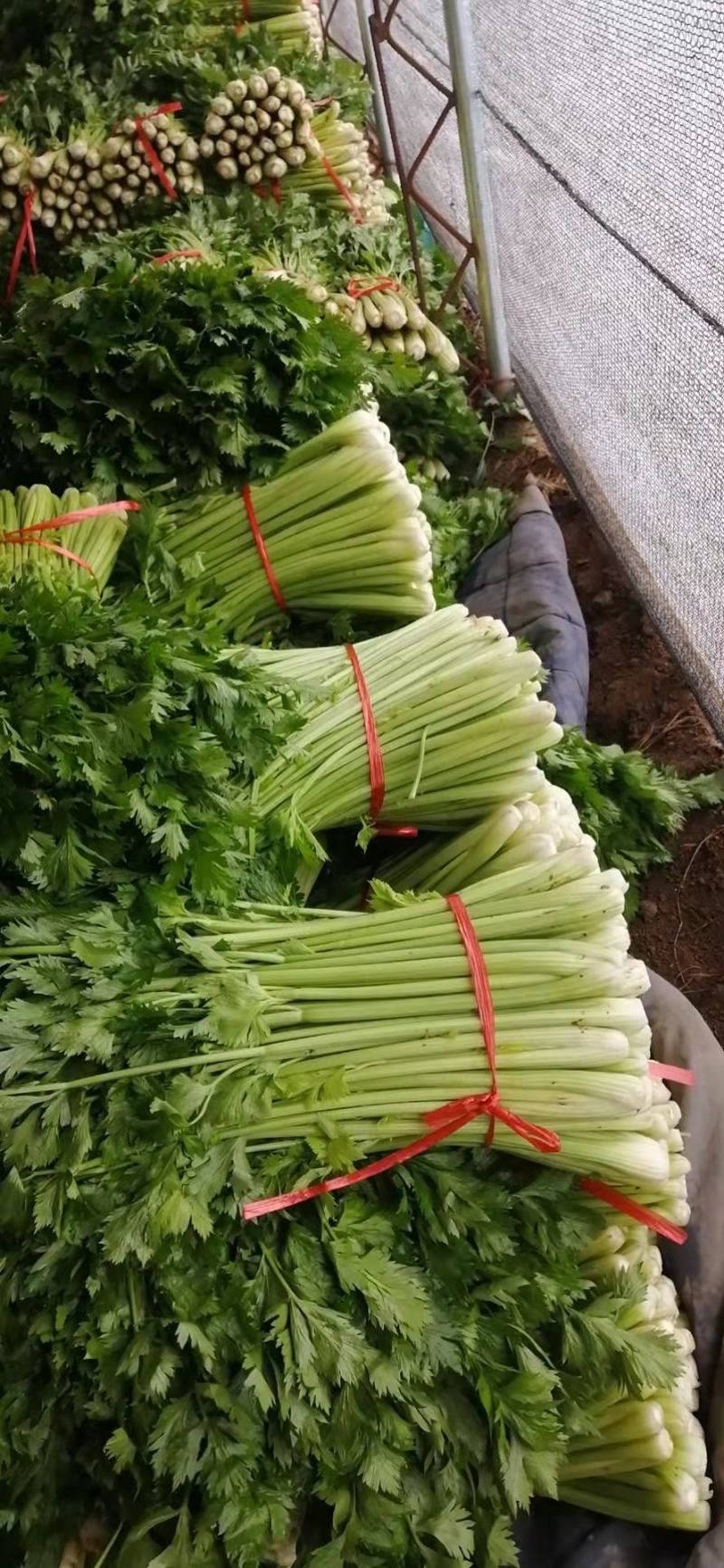 【热销】新鲜芹菜，精品货源，产地直供，诚信经营可视频看