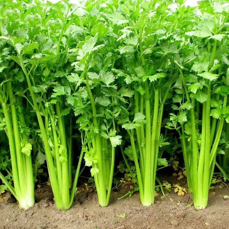 【热销】新鲜芹菜，精品货源，产地直供，诚信经营可视频看