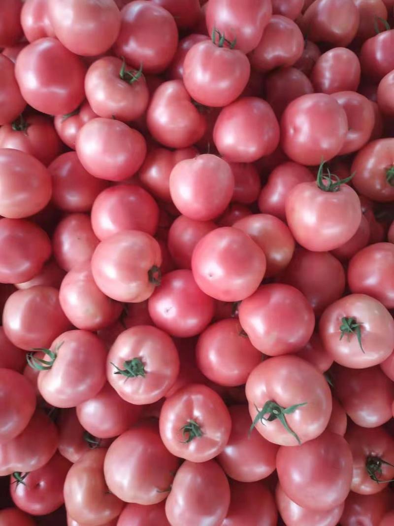 西红柿，果型好，弧三以上，有亮度，量大。