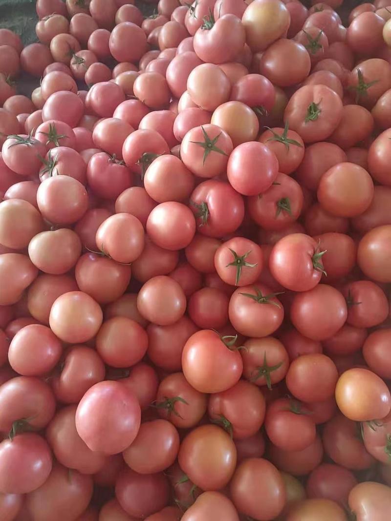 西红柿，果型好，弧三以上，有亮度，量大。