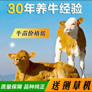 【厂家直销】西门塔尔牛犊肉牛犊牛苗包回收包成，活肉牛犊