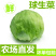 生菜球大量上市，色泽亮绿，个头大小均衡，价格美丽