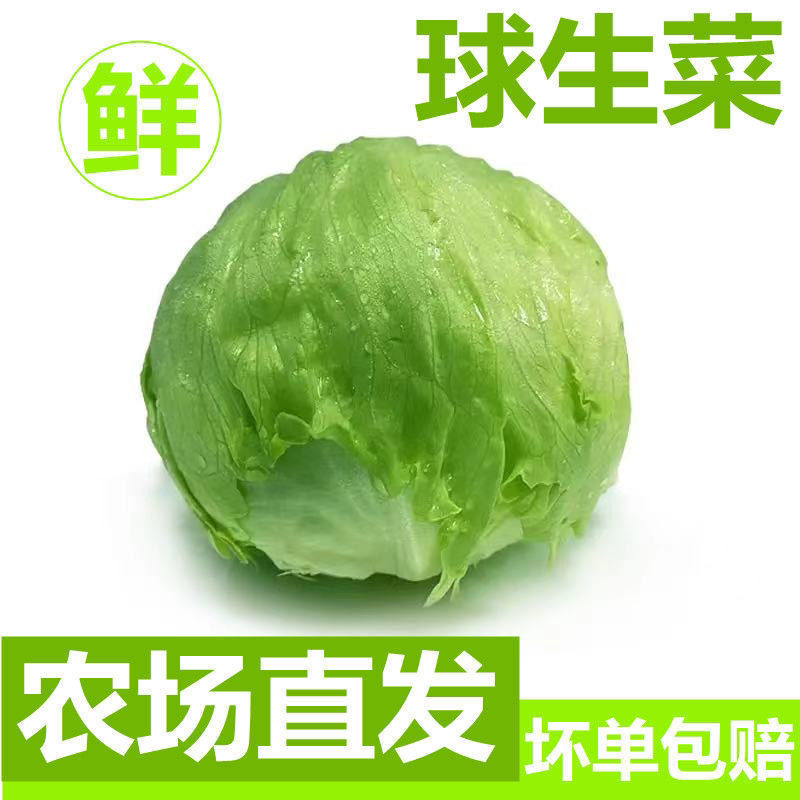 生菜球大量上市，色泽亮绿，个头大小均衡，价格美丽