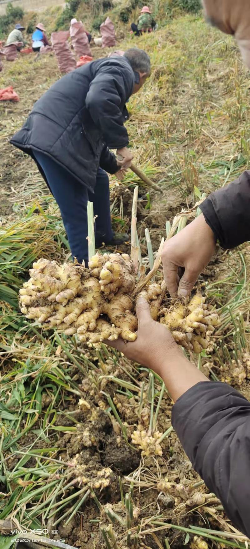 小黄姜云南小黄姜优质小黄姜菜姜市场姜库存姜大量供应