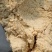 玉米粉玉米次粉用于饲料养殖河南河北各个厂家都有货