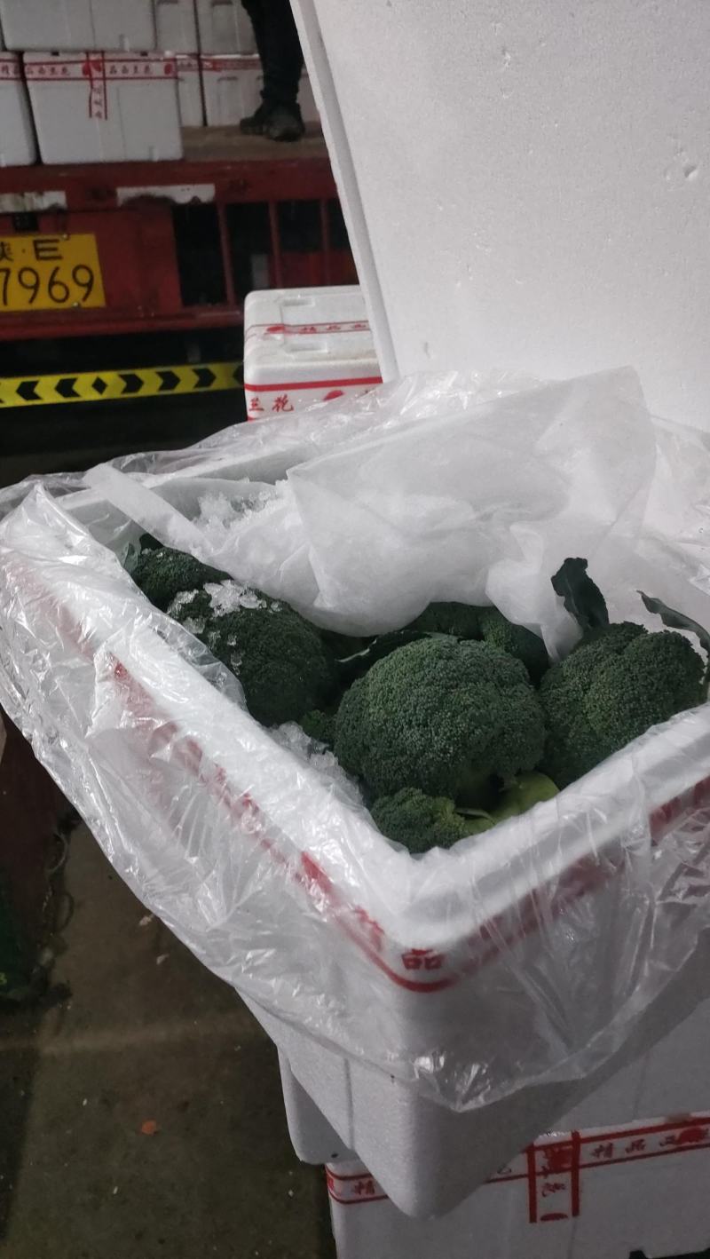 湖北西兰花精品货