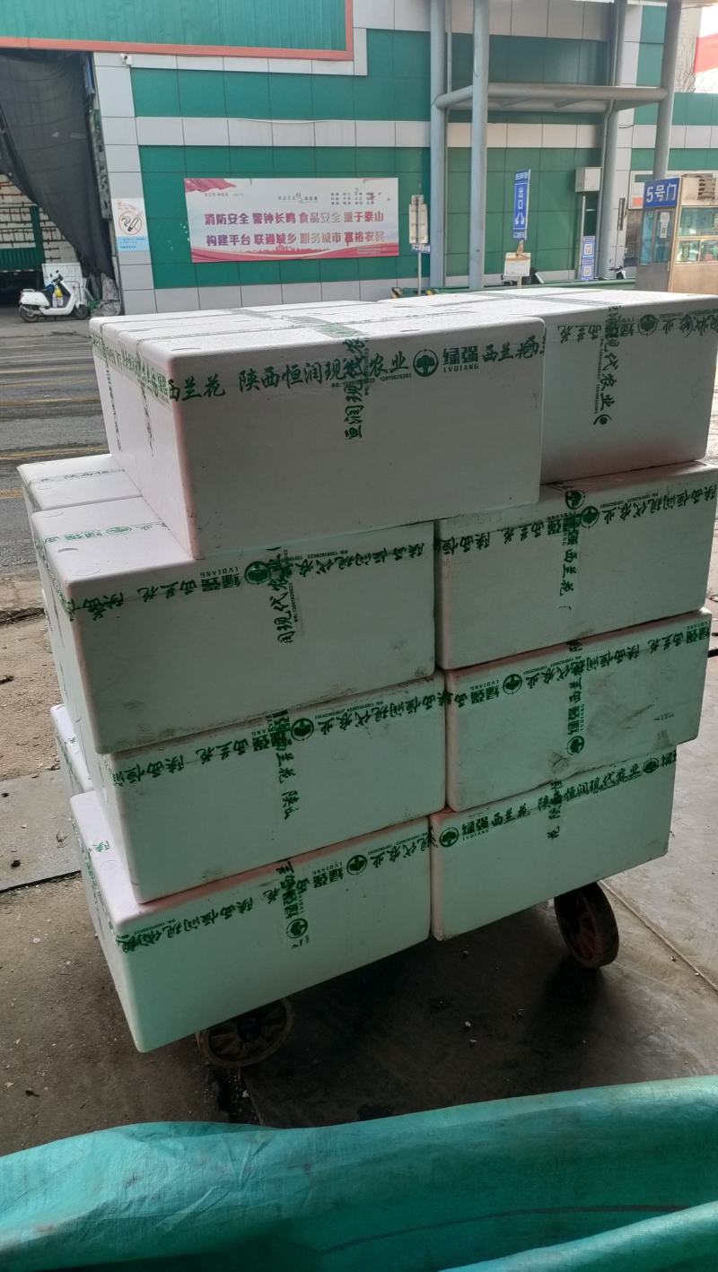 湖北西兰花精品货