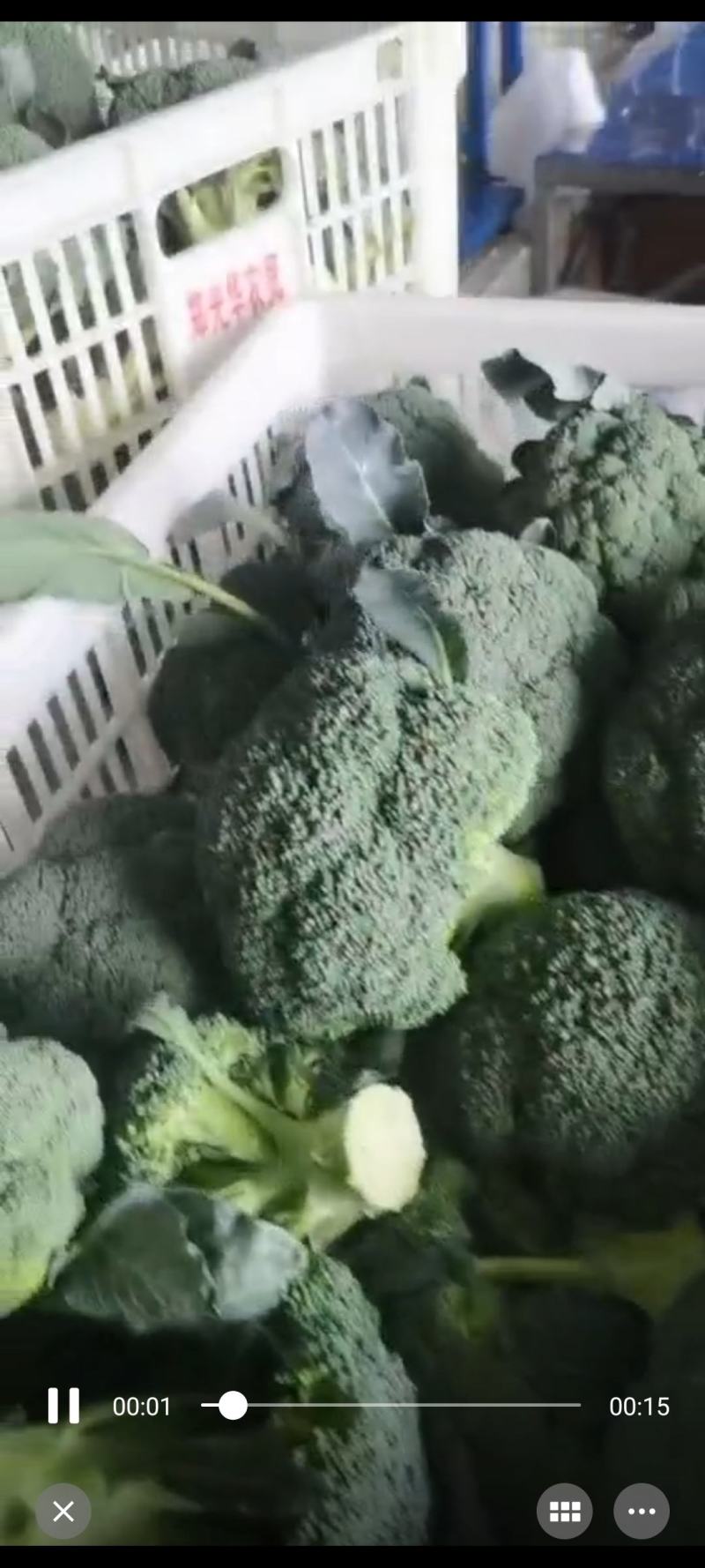 湖北西兰花精品货