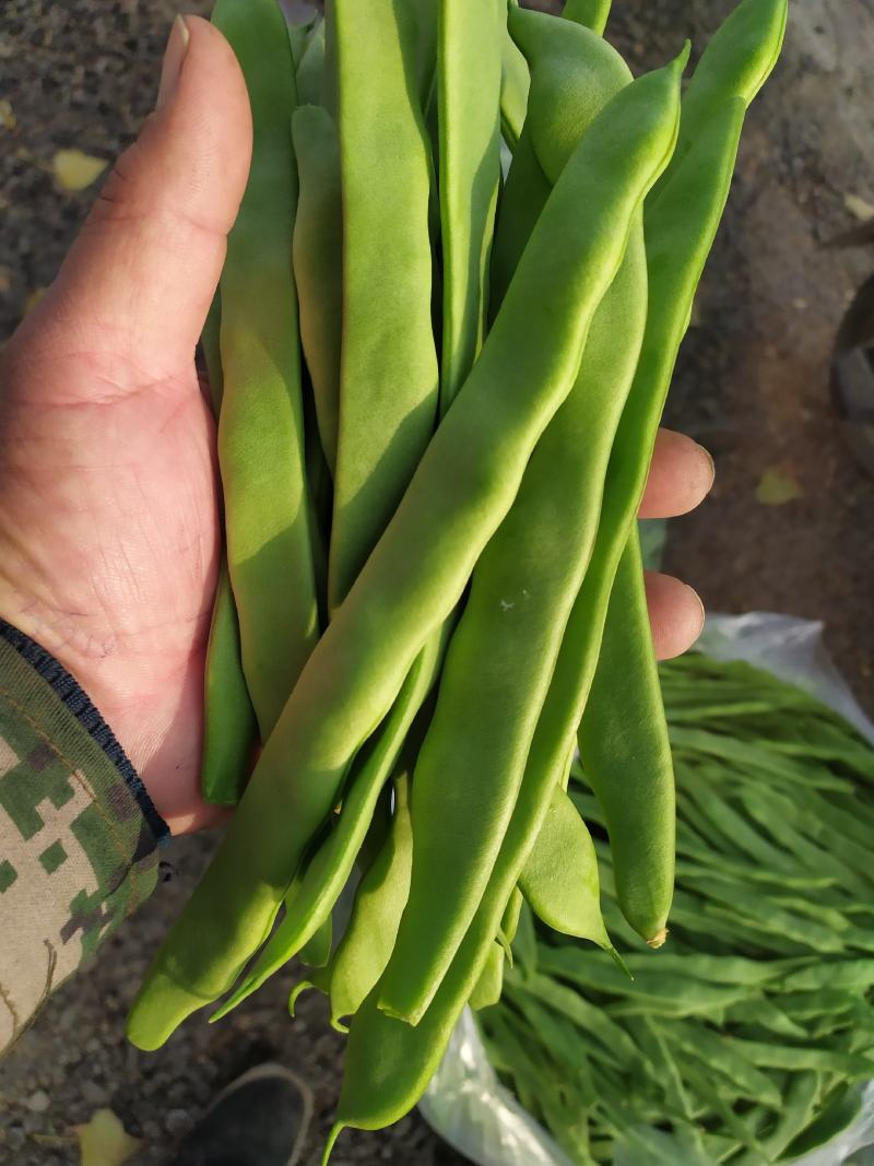 精品扁青芸豆大量上市基地直发量大从优欢迎咨询