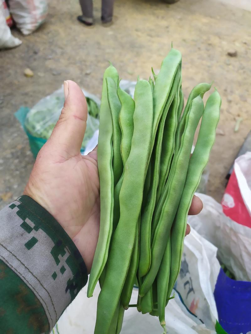 精品扁青芸豆大量上市基地直发量大从优欢迎咨询