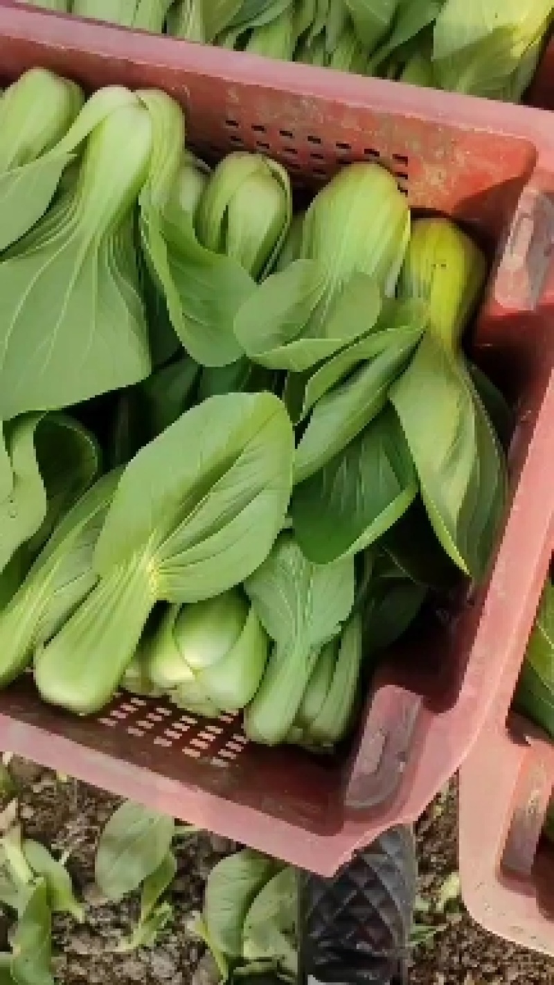 精品上海青，3两左右，大量现货，需要的联系我
