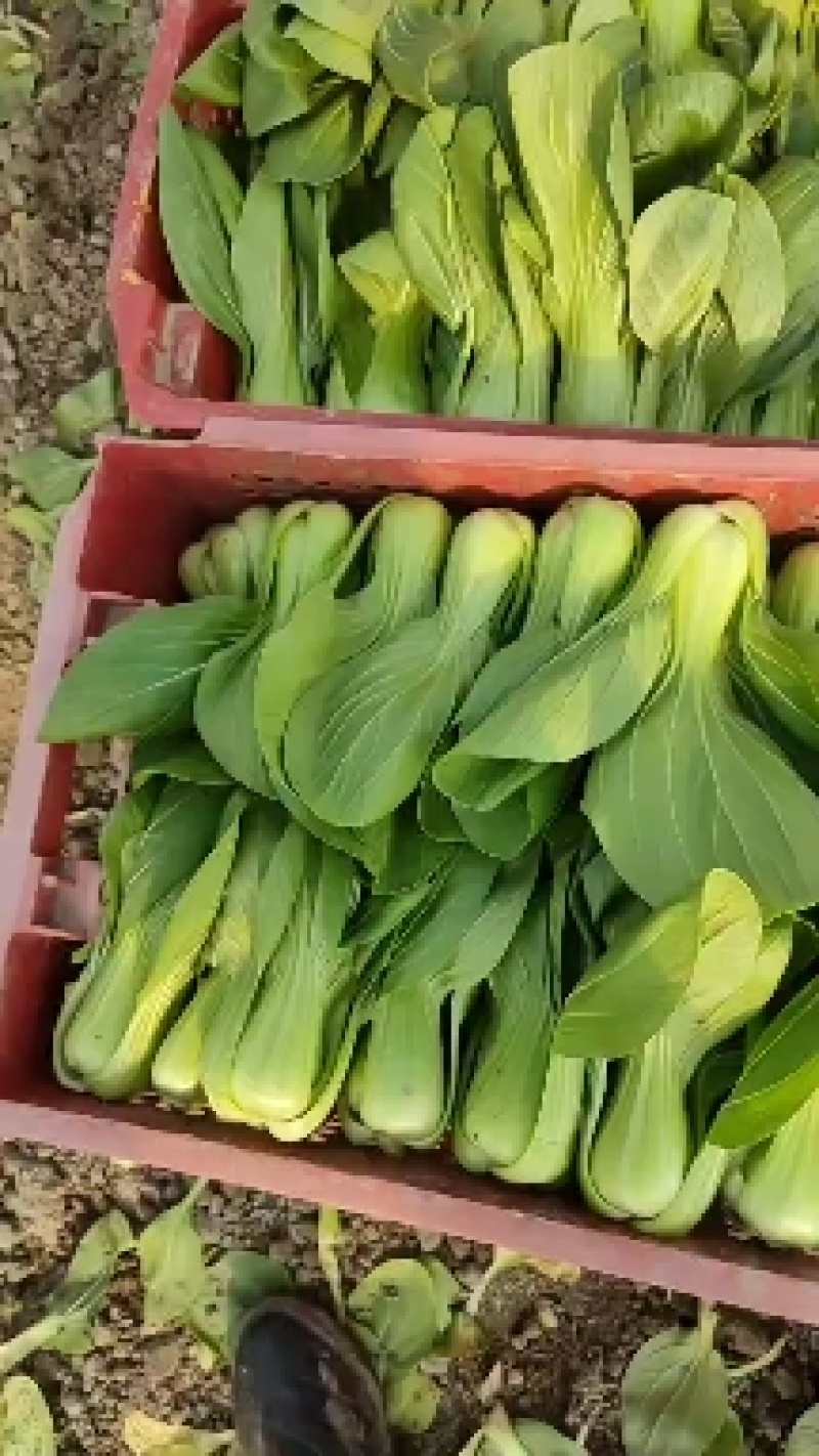 精品上海青，3两左右，大量现货，需要的联系我