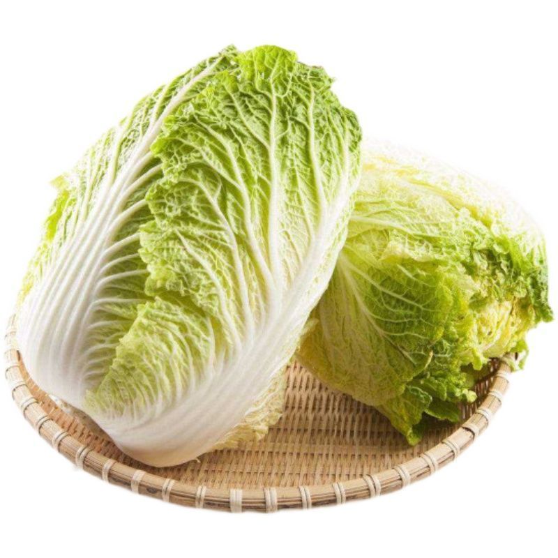【精品】陕西优质大白菜，质量好，价格优惠，一条龙服务