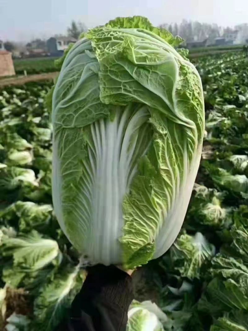 【精品】陕西优质大白菜，质量好，价格优惠，一条龙服务