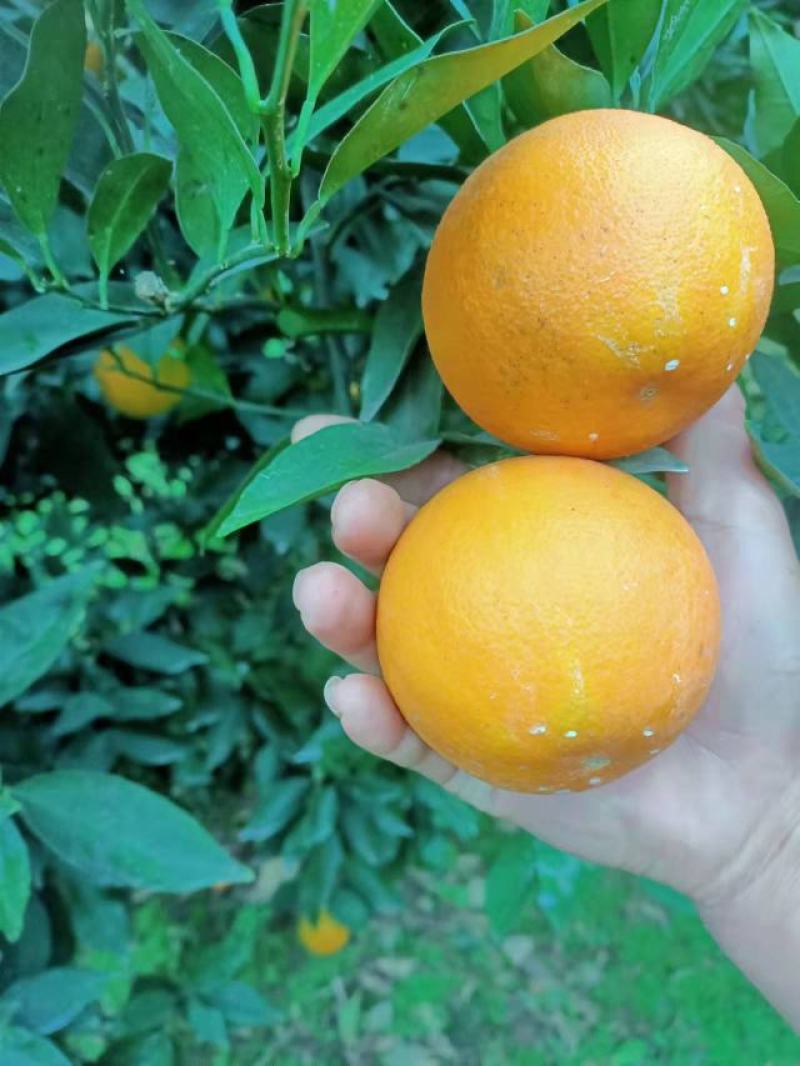 【牛商推荐】北碚脐橙精品北碚皮薄化渣基地发货量大从优