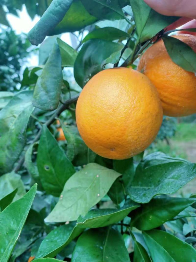 【牛商推荐】北碚脐橙精品北碚皮薄化渣基地发货量大从优