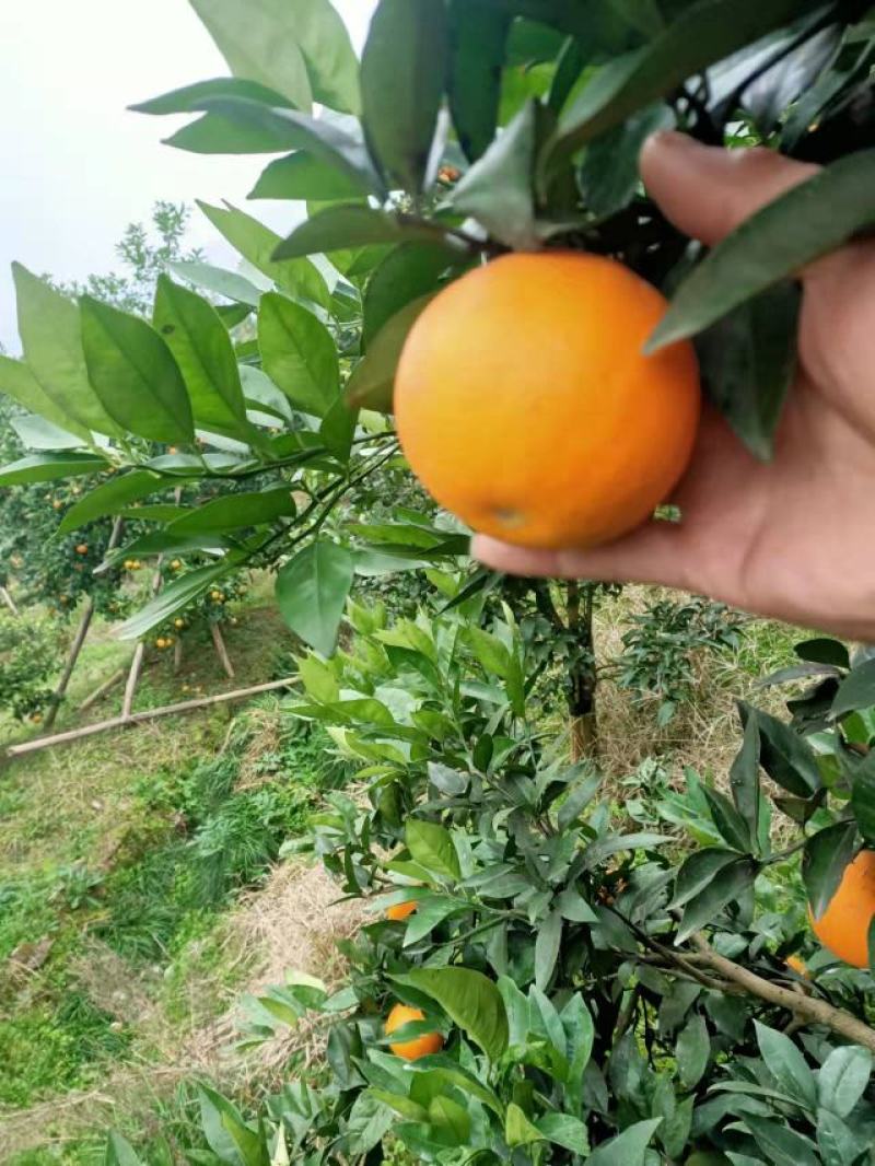 【牛商推荐】北碚脐橙精品北碚皮薄化渣基地发货量大从优