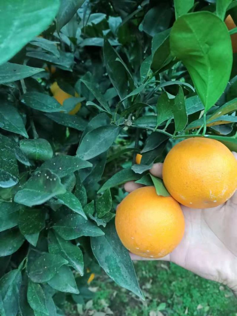 【牛商推荐】北碚脐橙精品北碚皮薄化渣基地发货量大从优