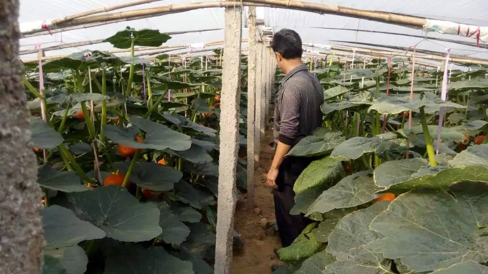 农户正在使用背负式喷雾器对贝贝南瓜植株进行叶面喷药,重点喷施心叶和叶背面,植株整齐排列,土壤湿润,背景为塑料大棚结构 贝贝南瓜田间管理喷药场景