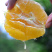 长虹脐橙重庆脐橙量大从优对接全国基地发货