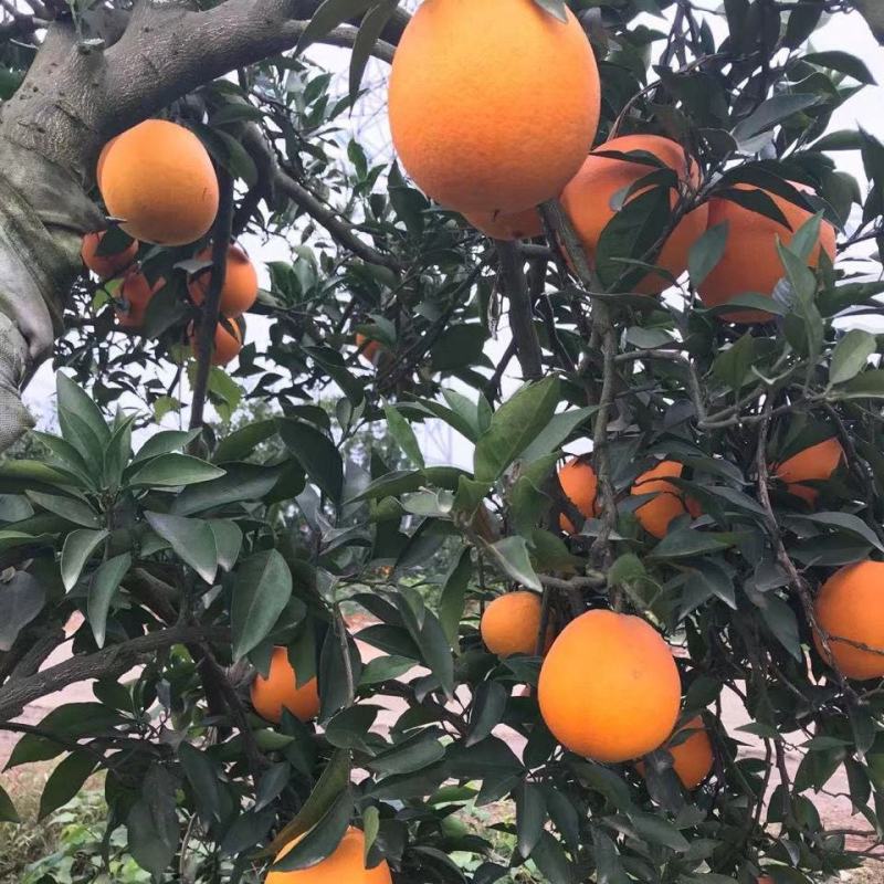 长虹脐橙重庆脐橙量大从优对接全国基地发货