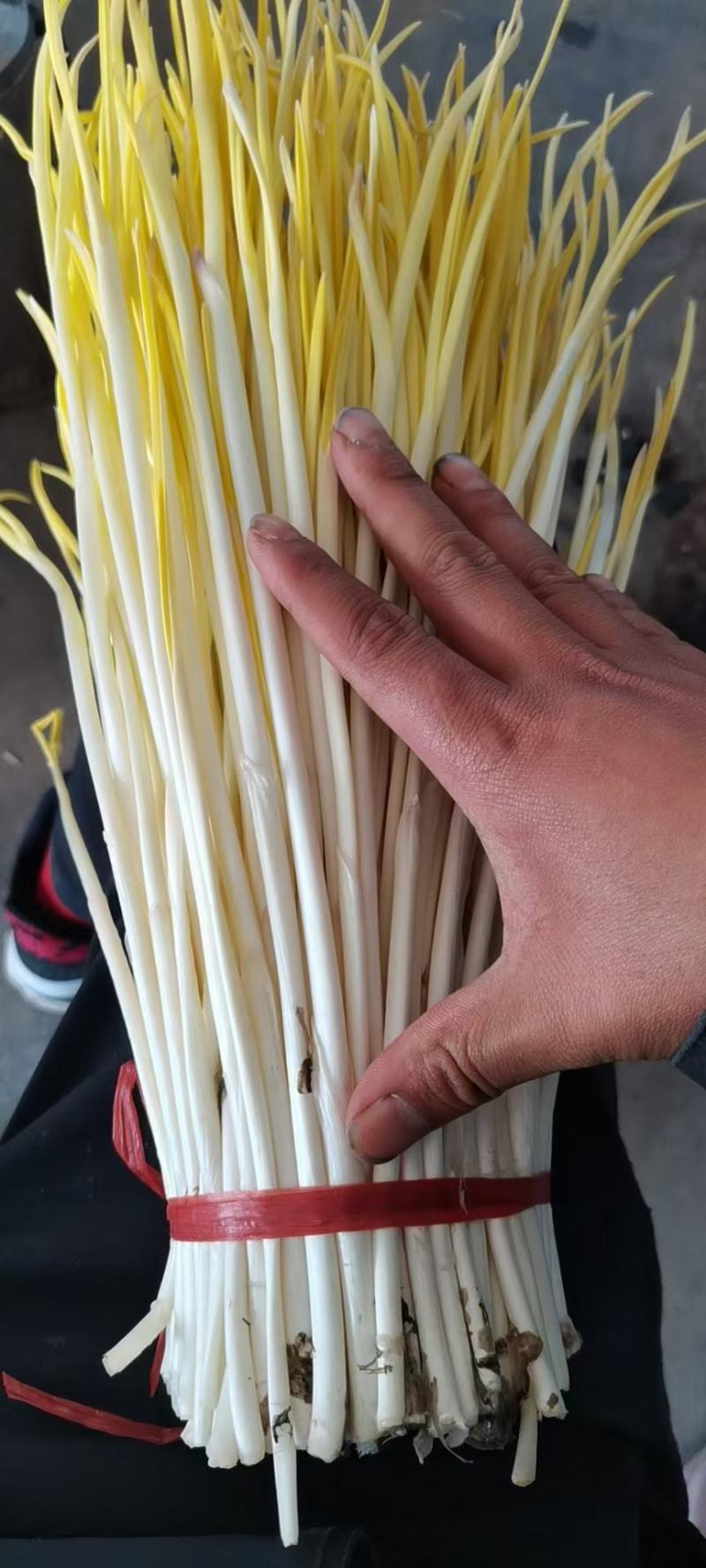 山东安丘冷库打冷蒜黄韭黄蒜苗大量供应质量好性价比高
