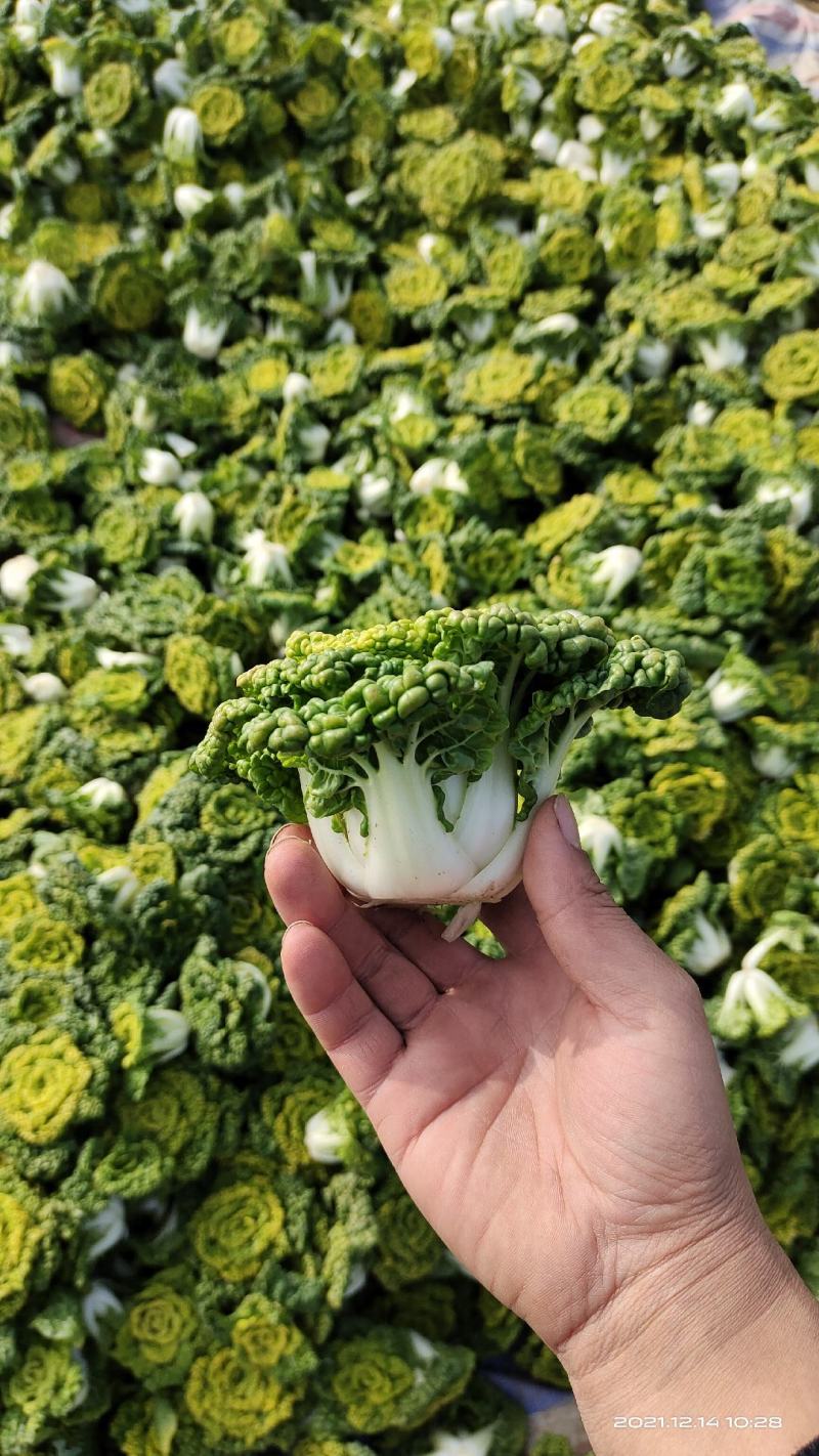 南阳精品黄心菜特矮帮2-8两，对接市场商超，电商，社区购