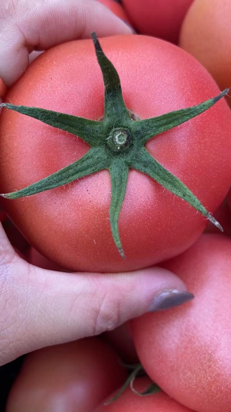 西红柿，果型好，有亮度，弧三以上，量大。