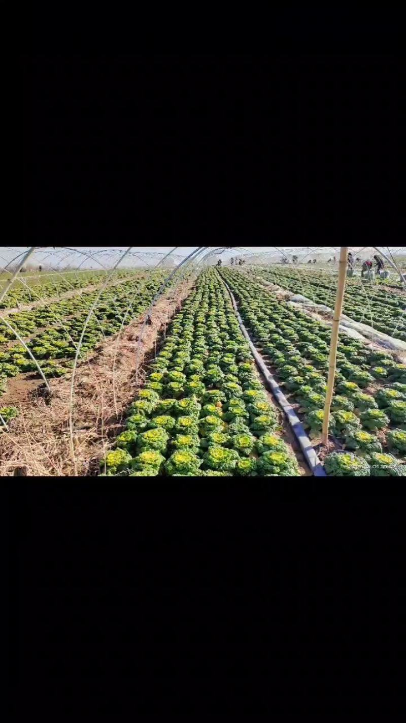 南阳精品黄心菜特矮帮2-8两，对接市场商超，电商，社区购