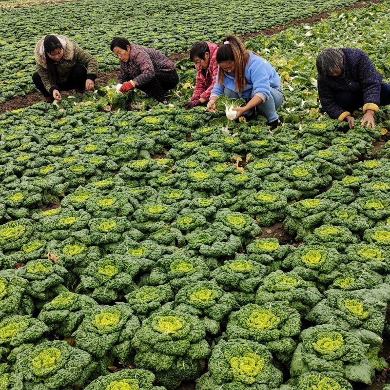 南阳精品黄心菜特矮帮2-8两，对接市场商超，电商，社区购