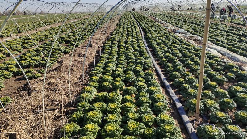 南阳精品黄心菜特矮帮2-8两，对接市场商超，电商，社区购