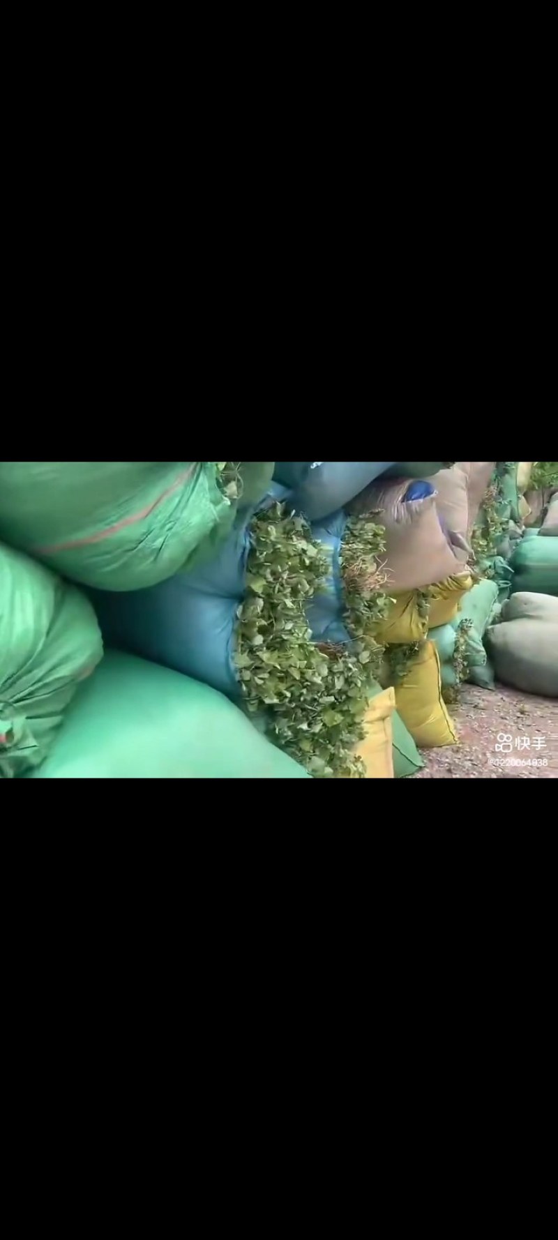 天水小叶淫羊藿