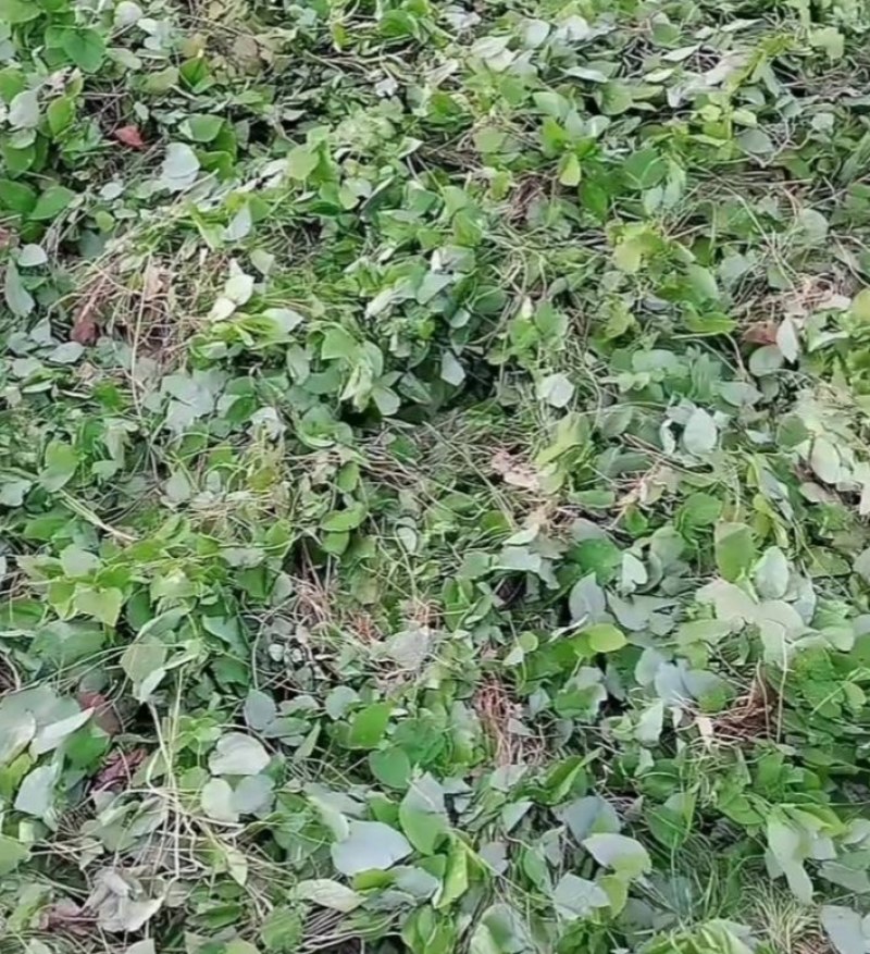 天水小叶淫羊藿