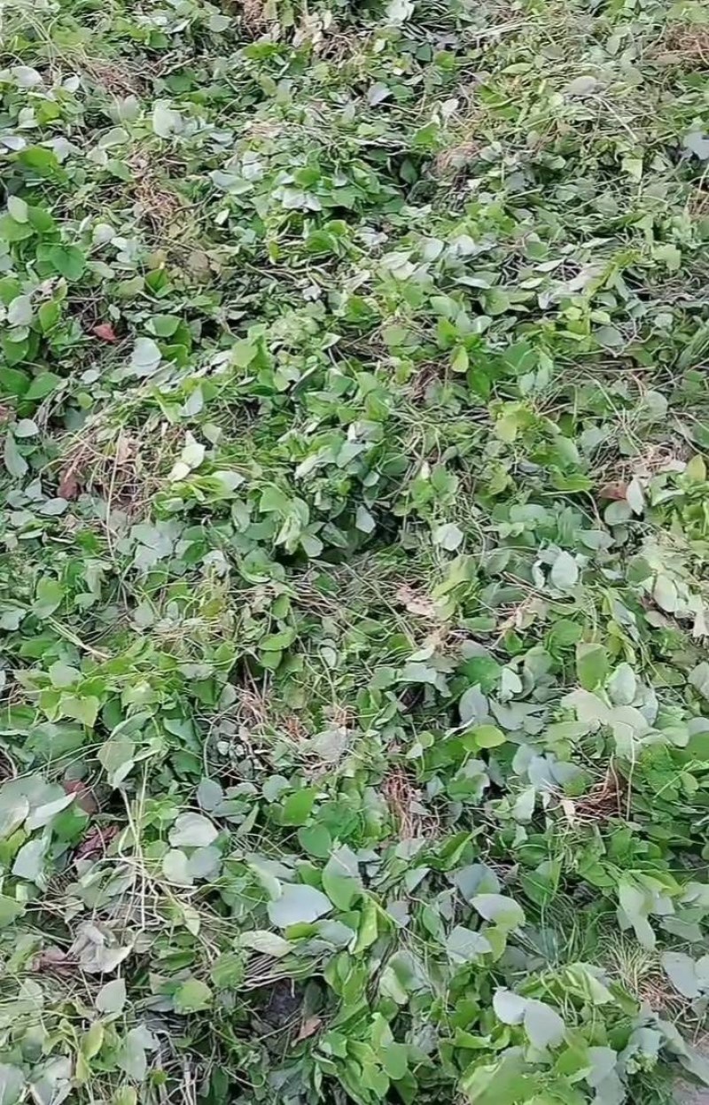 天水小叶淫羊藿