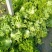 山东金乡生菜散叶生菜大量上市，黄绿叶都有产地直供量大从优