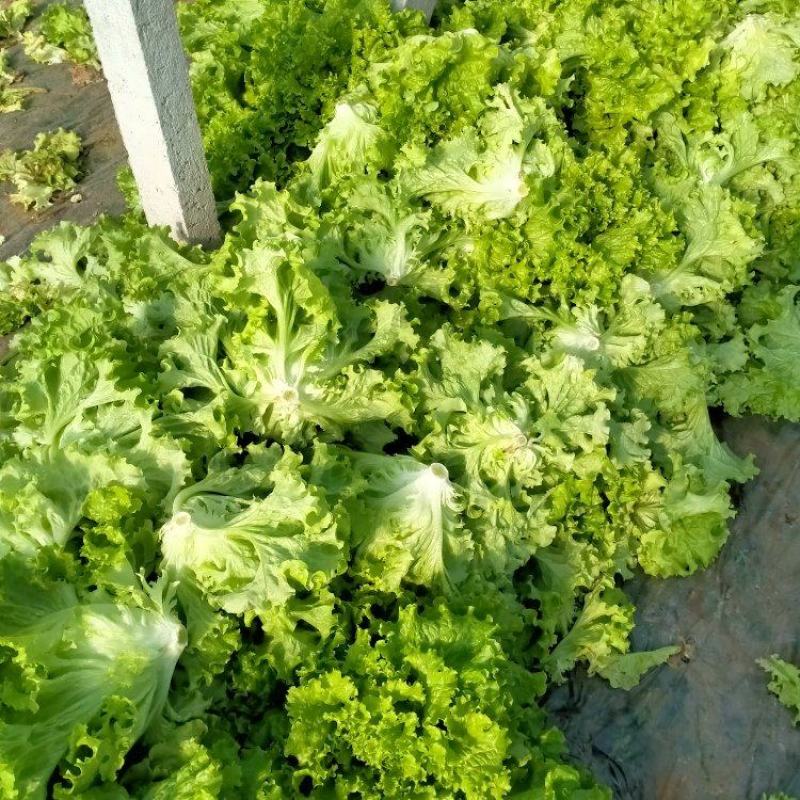 山东金乡生菜散叶生菜大量上市，黄绿叶都有产地直供量大从优