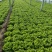 山东金乡生菜散叶生菜大量上市，黄绿叶都有产地直供量大从优