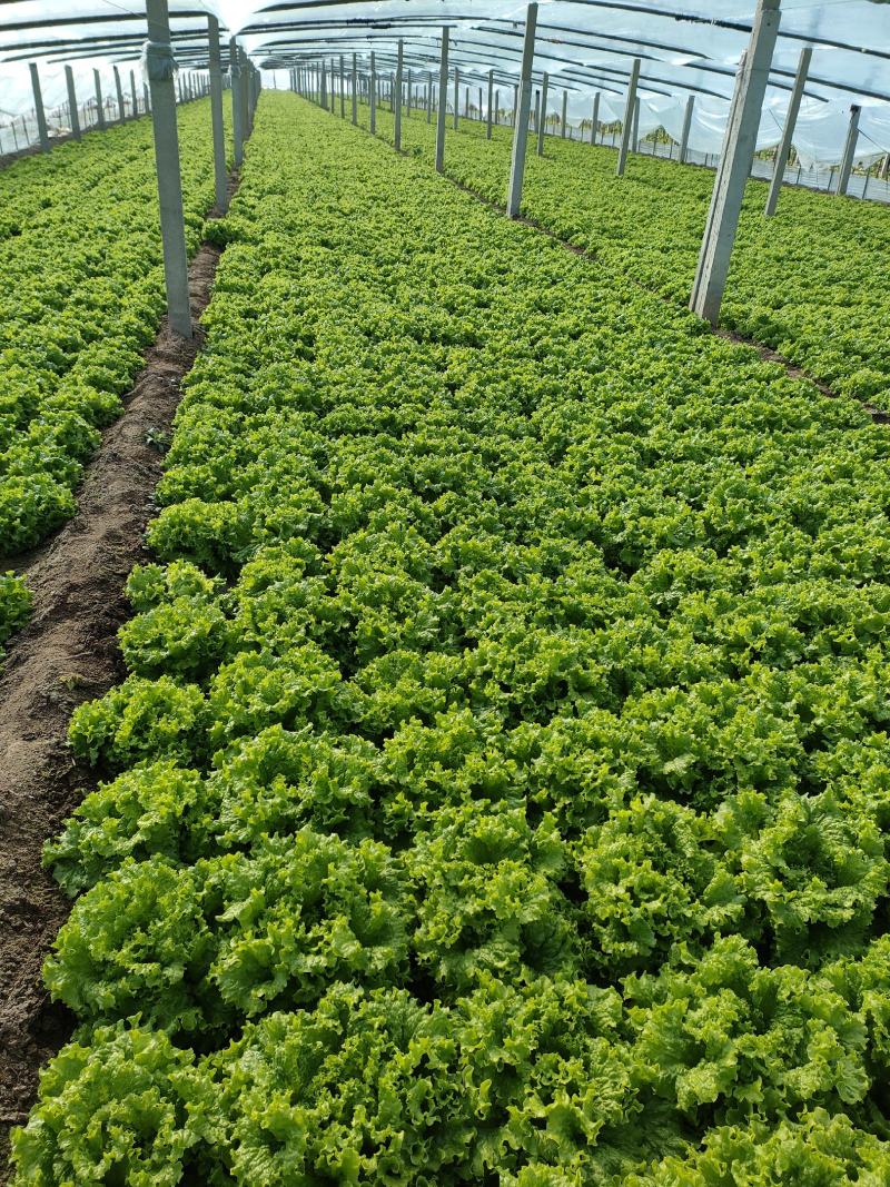 山东金乡生菜散叶生菜大量上市，黄绿叶都有产地直供量大从优