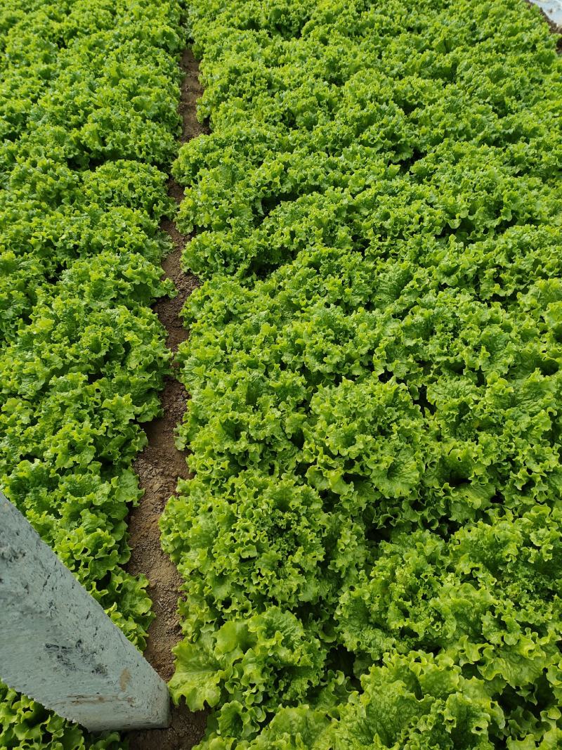 山东金乡生菜散叶生菜大量上市，黄绿叶都有产地直供量大从优