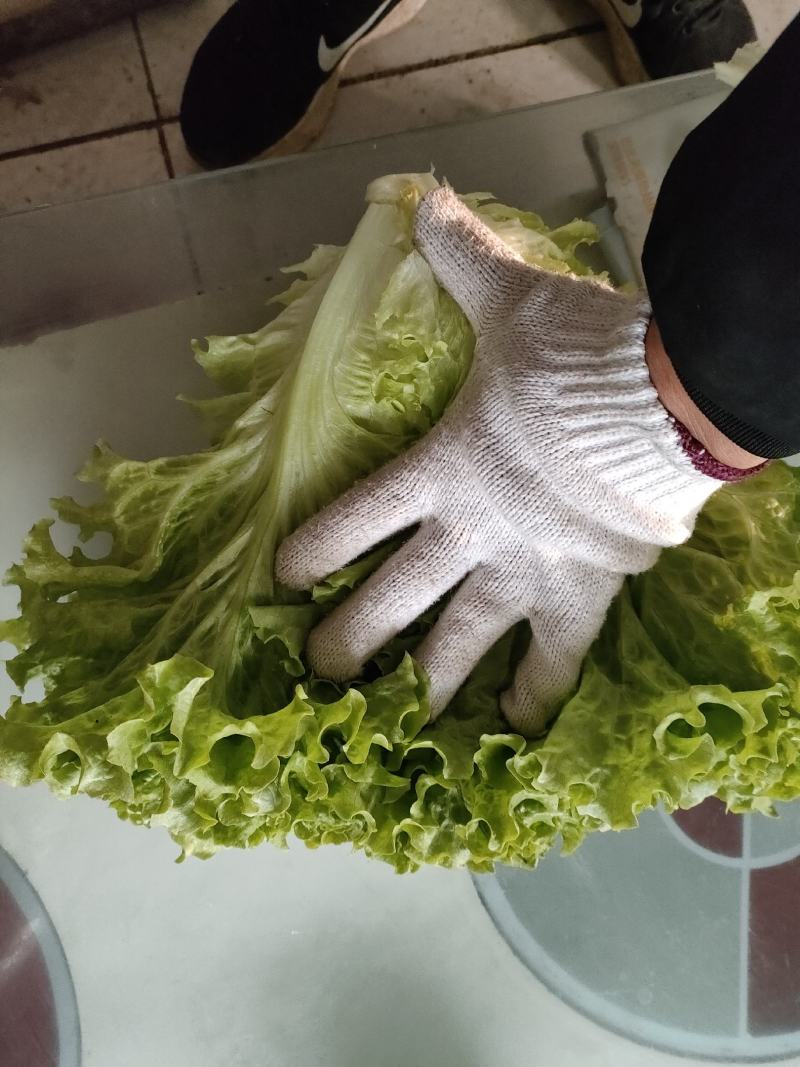 山东金乡生菜散叶生菜大量上市，黄绿叶都有产地直供量大从优