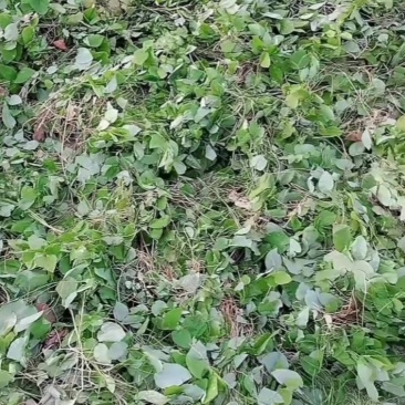 天水小叶淫羊藿