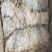 鱿鱼干烧烤鱿鱼干芥末鱿鱼干海鲜干货一斤约23只