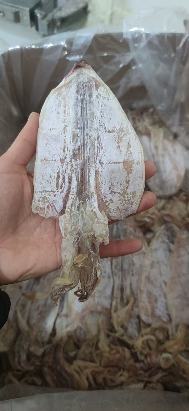 鱿鱼干烧烤鱿鱼干芥末鱿鱼干海鲜干货一斤约23只