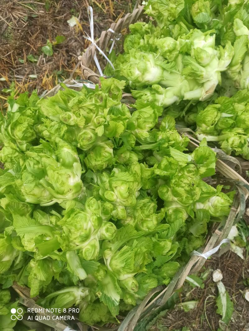 儿菜（广汉向阳）10亩地好货。